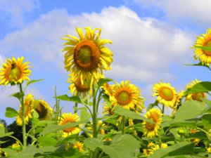 Edisto Island Sunflowers