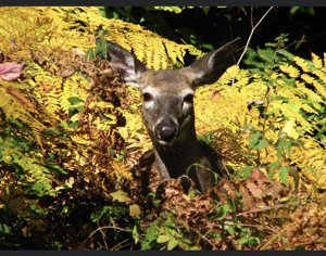 Adirondack Deer 