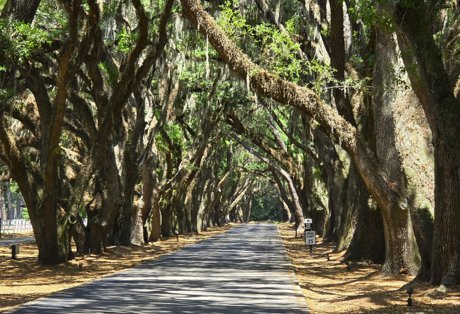 Belfair oak lined road