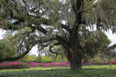 Airlie Gardens Live Oak Tree
