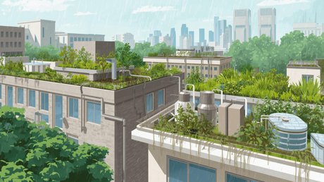 Rainwater Harvesting & Green Roofs