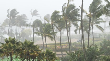 Hurricane Trees 