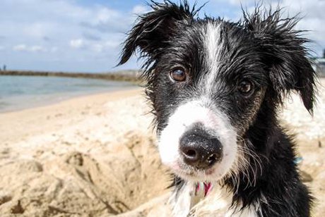 Top Dog Friendly Beaches Near Delray Beach