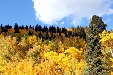Rocky Mountain Aspen Tree Fall Colors 