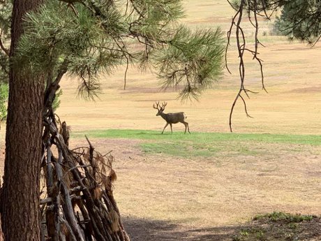 Deer grazing in the Deerfield Franktown Neighborhood in Franktown CO