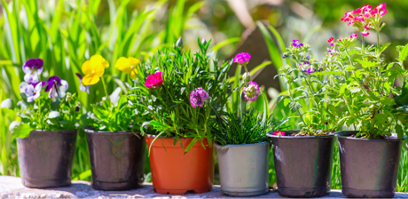 Flower Pots 