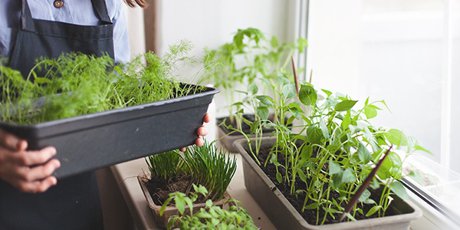 Indoor Herb Garden 