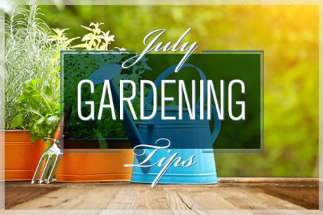 July Gardening Tips 