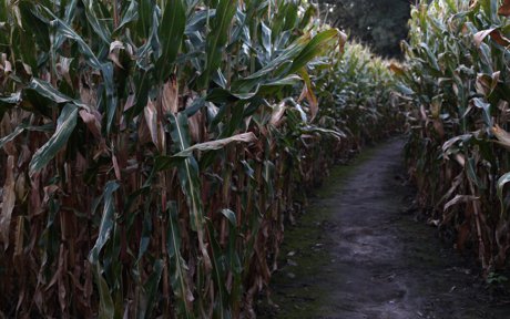 Corn Maze Photo 