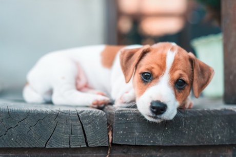 Picture of a dog lying down
