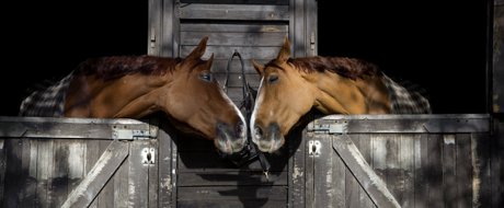 Horse property for sale in Florida from area MLS 