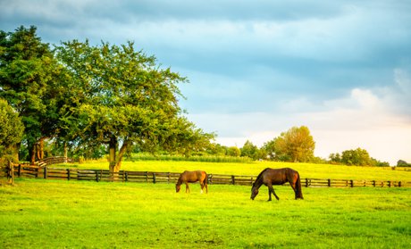 Horse property in Florida, ranch, farm, and land for sale,