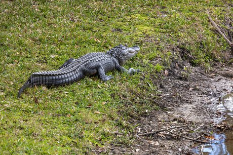Gator Sunning Lakeside