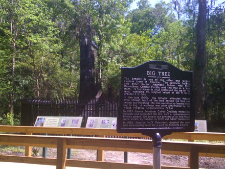 Big Tree Park