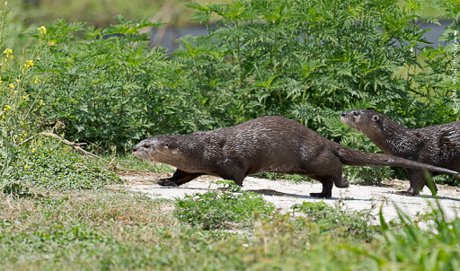 Lake Apopka Wildlife Drive