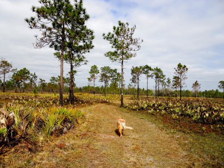 Hiking Trail in Wedgefield Florida