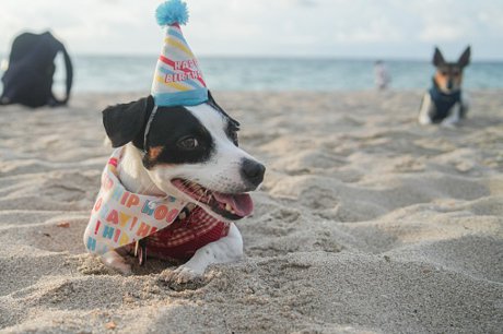 Pet Friendly Orlando