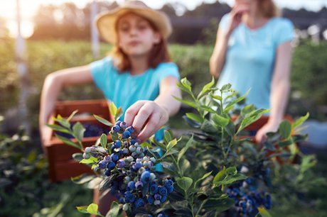 U Pick Blueberries at Southern Hill Farms