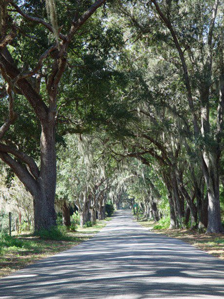 tree lined street in Lady Lake Florida