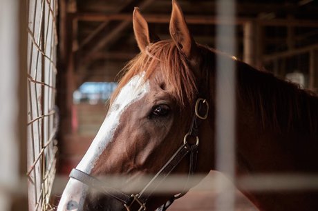 Franklin Horse Properties with Barns | Franklin TN Homes