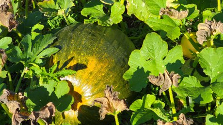 Pumpkins and other squash provide ground cover and reduce noxious weeds like field bind weed.