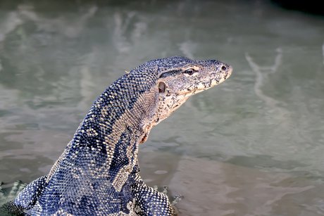 Meet reptiles on Monroe property.