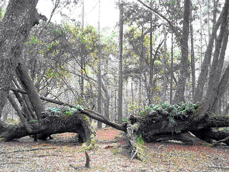 Split Oak Forest Wildlife and Environmental Area