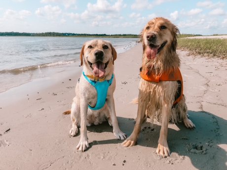 Dog-Friendly NC Beaches