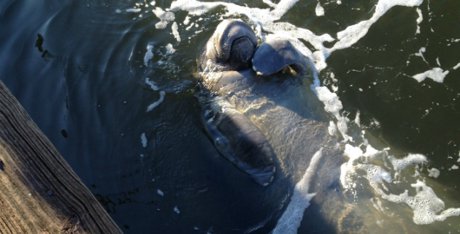 manatee