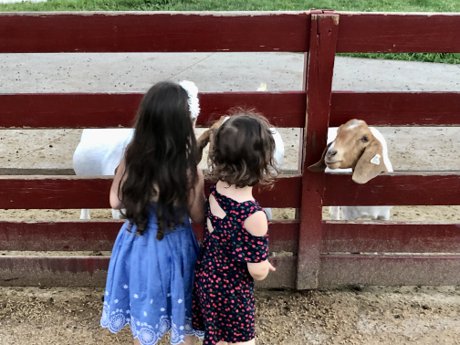 Family Fun At Youngs Dairy