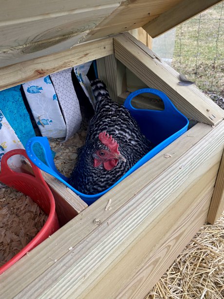 Where can I have chickens in The Dayton regions