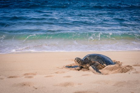 Sea Turtle Season Ponte Vedra Beach