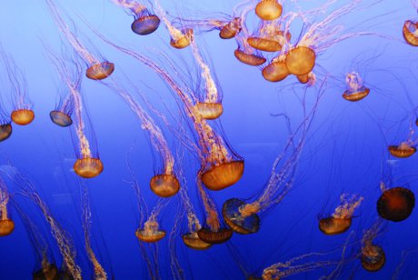 Monterey Bay Aquarium Jelly Fish