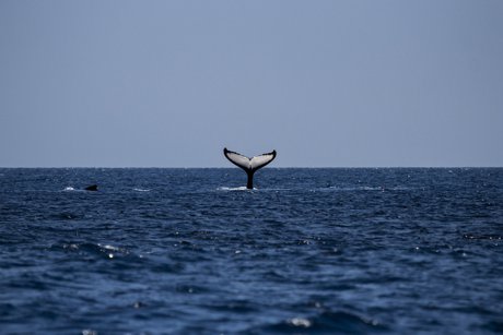Monterey Bay whale watching