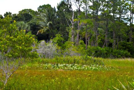 Atlantic Ridge Preserve State Park