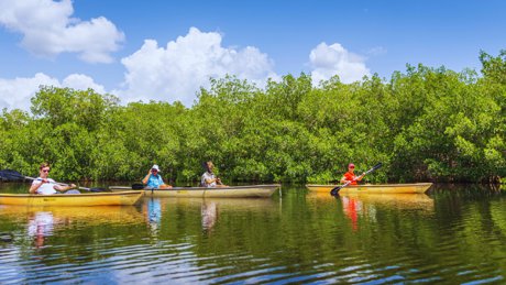 Couple kayaking near Casey Key mangroves