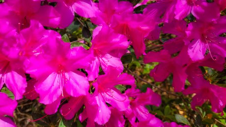 Flowers Colleton County Walterboro