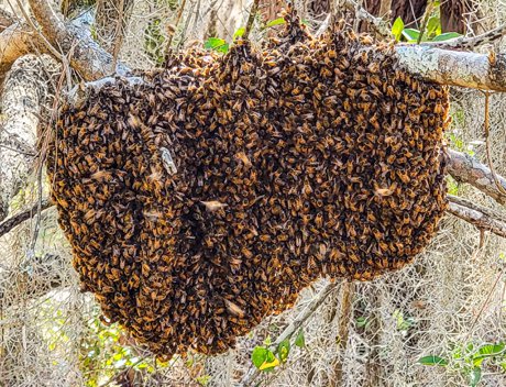 Colleton County Bees