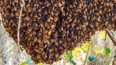 Colleton County Bees
