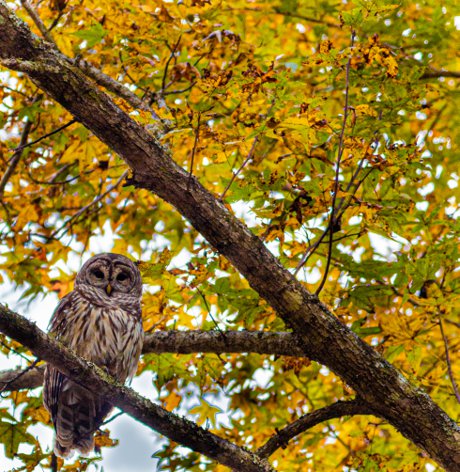 Owl in Walterboro Wildlife Sanctuary