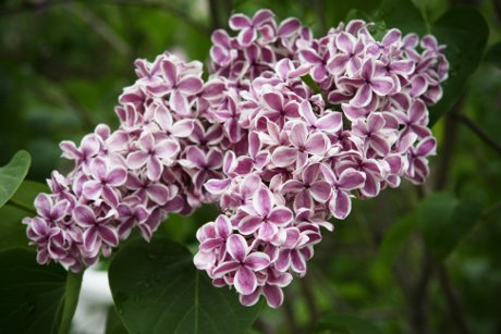 lilac trees northern michigan spring bloom real estate