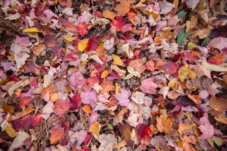 fall color northern michigan