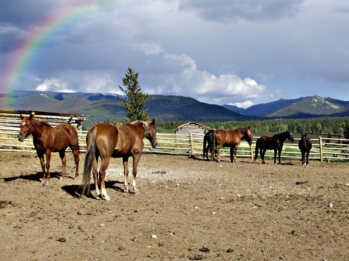 Horses in a ranch corral with mountains behind