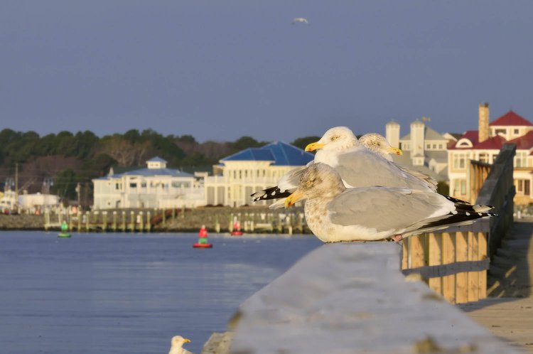 West Ocean City, Maryland climate