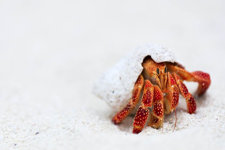 West Ocean City, Maryland activities