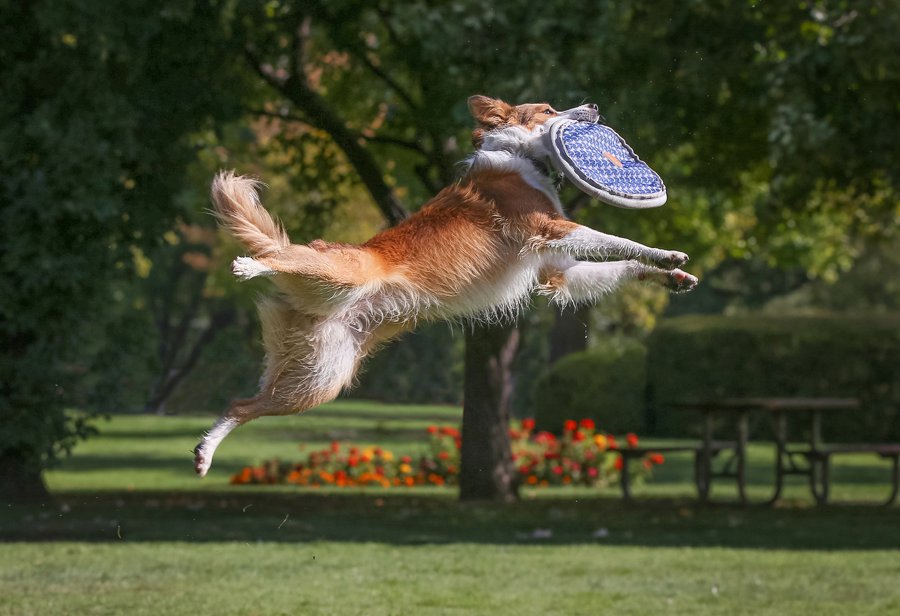 Dog playing outdoors at a community park in Indian Trail North Carolina