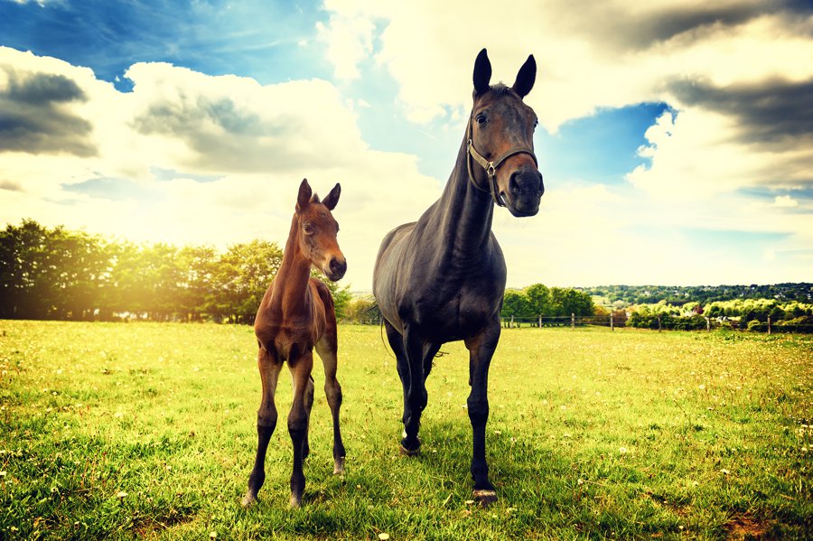 Horses representing larger properties and equestrian-style living in Mint Hill North Carolina