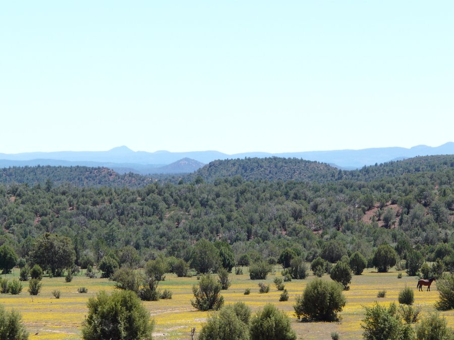 Forested hills stretching to the horizon