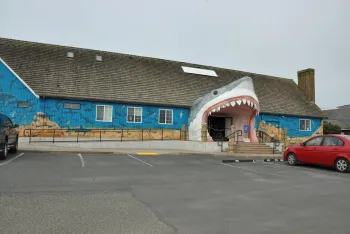 shark