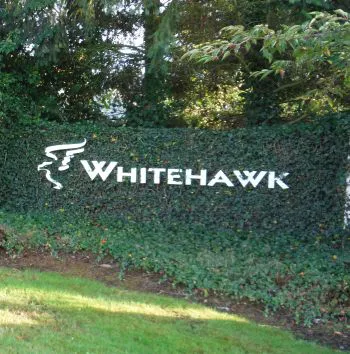 whitehawk